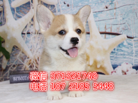 柯基出售纯种幼犬 北京犬舍出售柯基犬狗狗 包