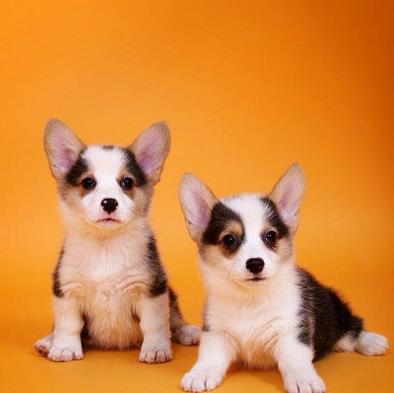 大连宠物狗狗犬舍出售纯种柯基幼犬 哪里有柯