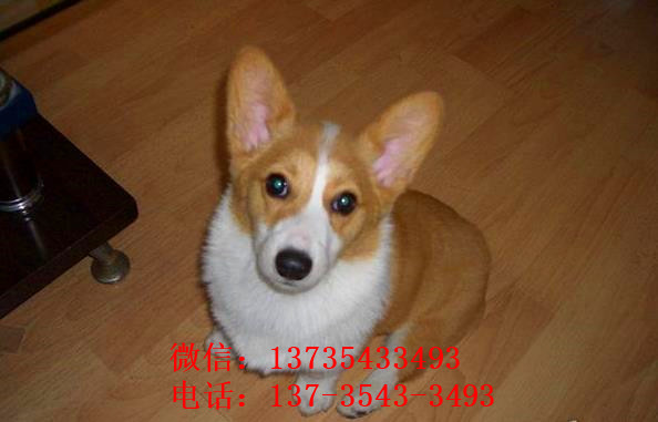 北京宠物狗狗出售纯种柯基犬威尔士柯基犬小短腿