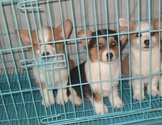 玉溪哪里卖纯种柯基犬玉溪狗场出售柯基幼犬