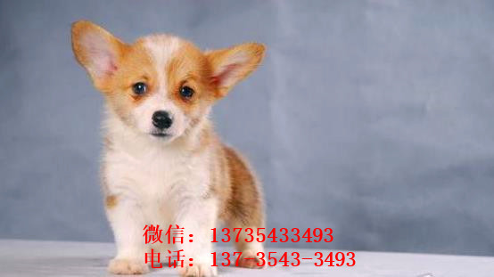 合肥宠物狗狗出售威尔士柯基犬小短腿狗狗领养