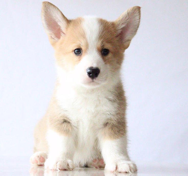 重庆犬舍出售纯种柯基犬 宠物狗网站信息卖狗