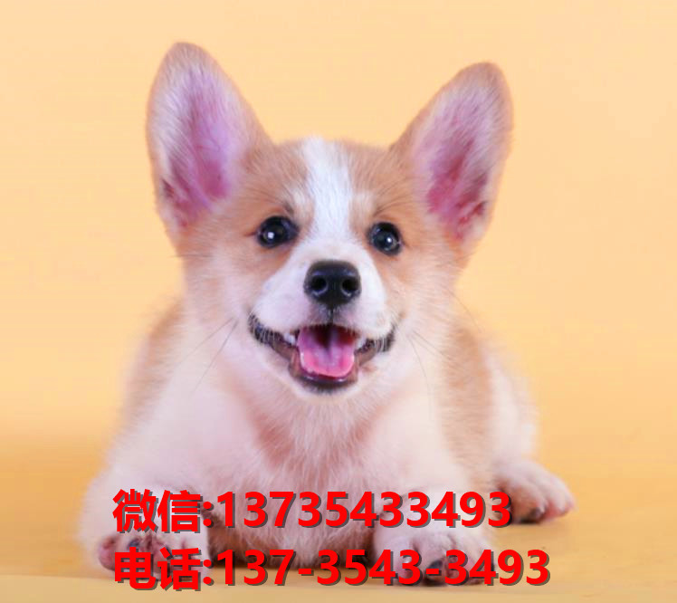 成都犬舍出售纯种柯基犬 宠物狗网站信息卖狗买狗