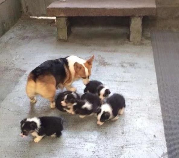 合肥宠物狗狗犬舍出售纯种柯基幼犬 哪里有柯