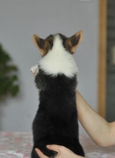 宝鸡犬舍出售纯种柯基犬 宠物狗市场在哪有卖