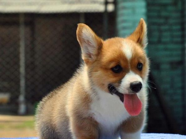 沈阳宠物狗狗出售威尔士柯基犬小短腿狗狗领养