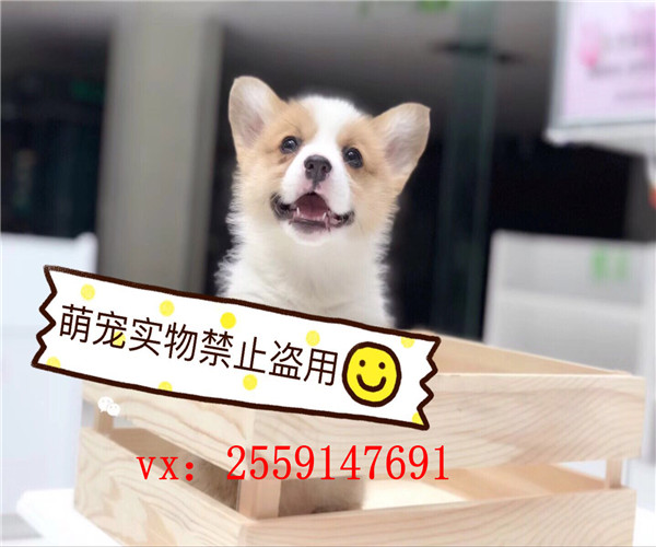 合肥哪里卖的柯基价格便宜 合肥双色柯基怎么