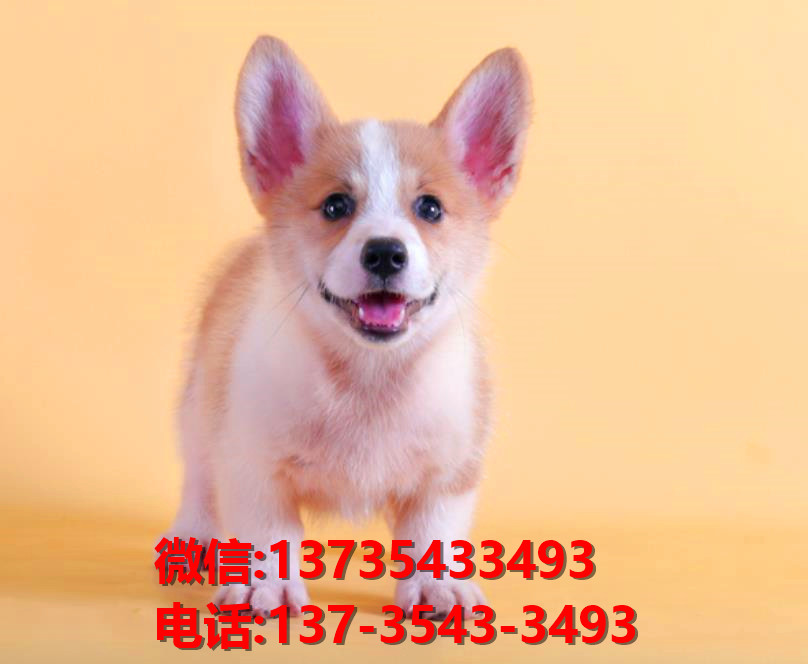 成都犬舍出售纯种柯基犬 宠物狗网站信息卖狗买狗