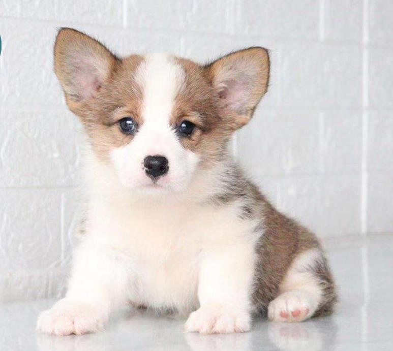 深圳犬舍出售纯种柯基犬 宠物狗网站信息卖狗