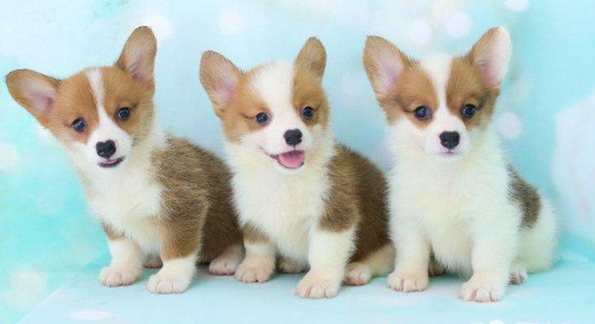 成都狗场出售纯种柯基犬哪里有卖 狗市场在哪