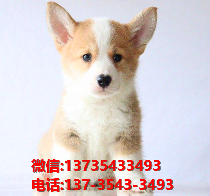 正宗威尔士柯基犬出售青岛犬舍宠物狗市场在哪