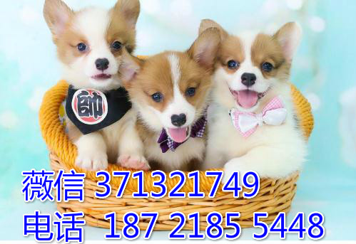 成都宠物 柯基犬纯种幼犬 狗场繁殖 成都犬舍