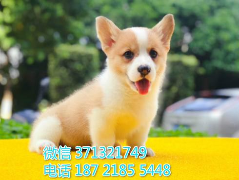 呼和浩特宠物 柯基犬纯种幼犬出售 特价促销