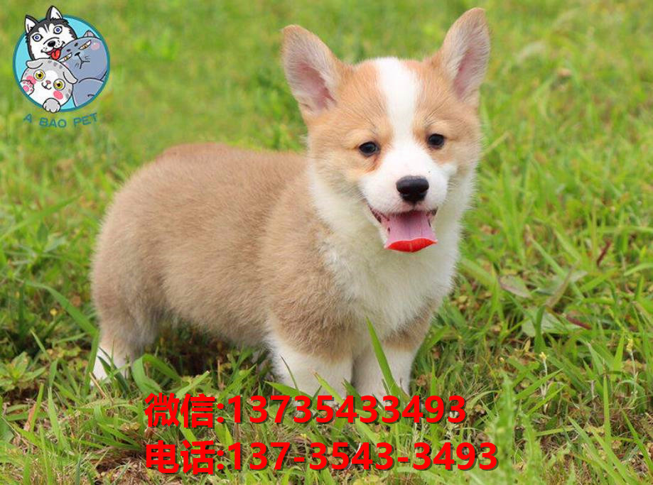 正宗威尔士柯基犬出售武汉犬舍宠物狗市场在哪