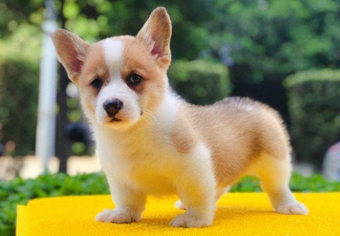 长沙狗场出售纯种柯基犬 犬舍双色威尔士柯基