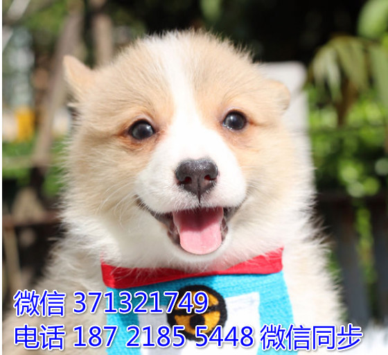 上海特惠 柯基犬出售纯种幼犬 上海出售领养狗