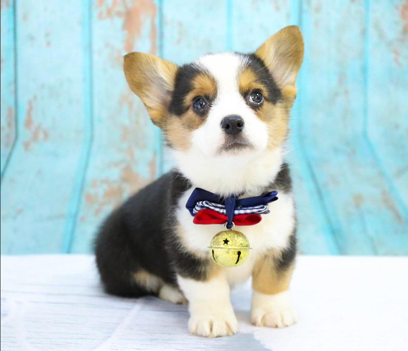 北京宠物狗狗出售纯种柯基犬 北京犬舍 北京狗