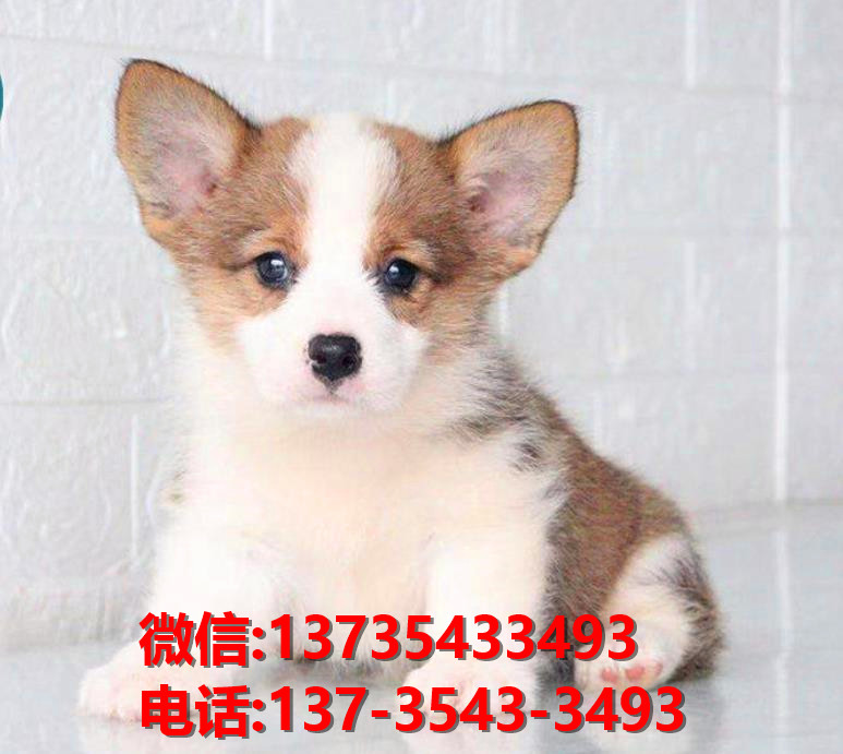 上海宠物狗犬舍出售纯种柯基犬 威尔士柯基犬