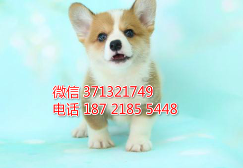 西宁犬舍 宠物狗狗出售柯基犬狗狗 西宁犬舍在