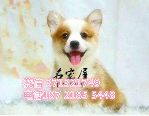 哈尔滨宠物 柯基犬出售纯种幼犬 哈尔滨狗场在