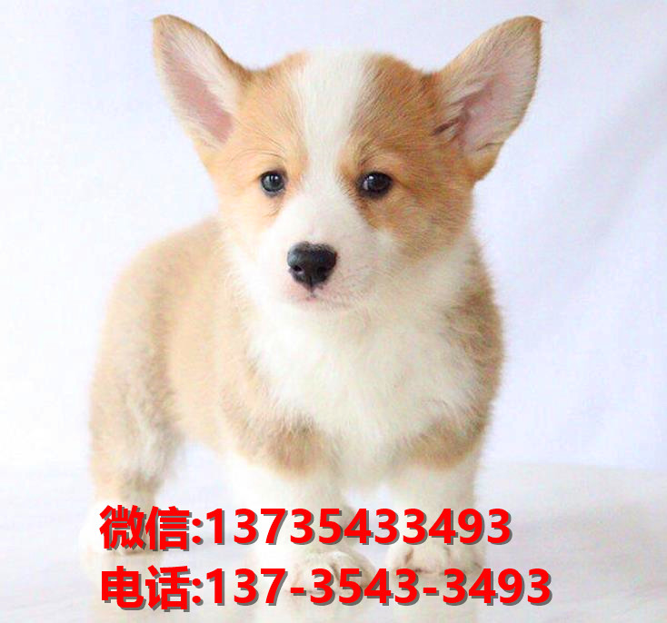 青岛宠物狗犬舍出售纯种柯基犬 威尔士柯基犬