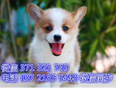 武汉宠物狗狗 柯基犬出售纯种幼犬 武汉特价促