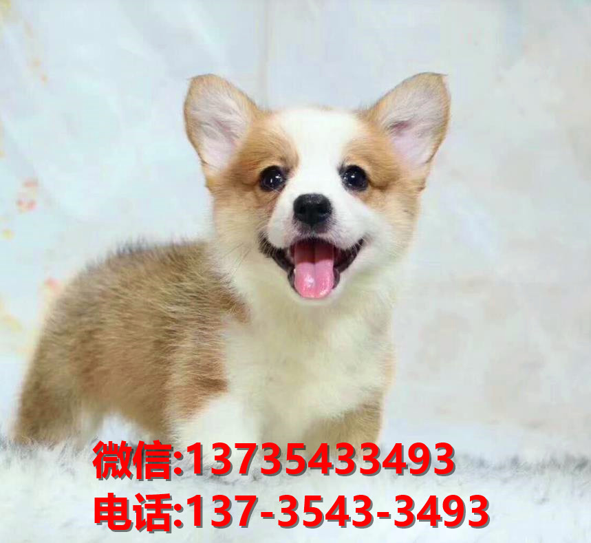 正宗威尔士柯基犬出售重庆犬舍宠物狗市场在哪