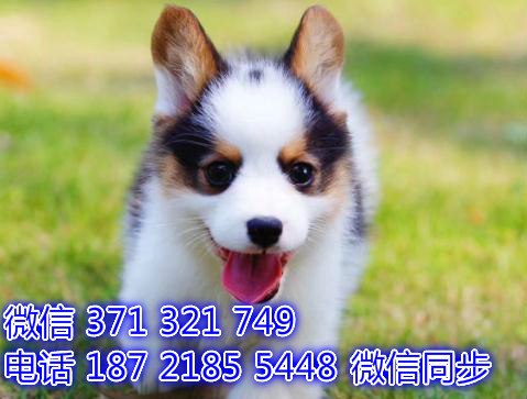 全国发货 上海 柯基出售纯种 上海犬舍 促销狗狗