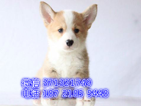 大连宠物 柯基犬出售纯种 大连犬舍在哪里 