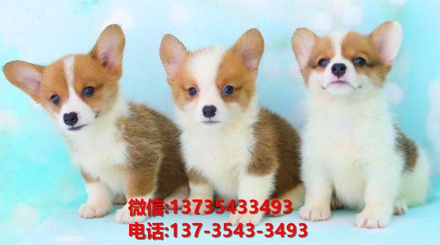 武汉宠物狗犬舍出售纯种柯基犬 威尔士柯基犬