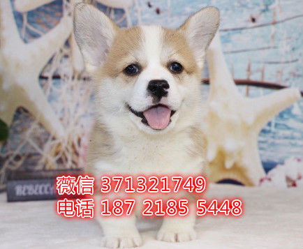 合肥宠物 柯基犬出售纯种幼犬 合肥犬舍在哪里