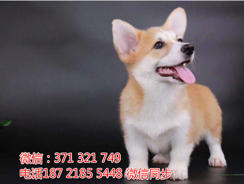 全国特惠柯基犬纯种幼犬 支持上门 支持空运汽运 包健康谝