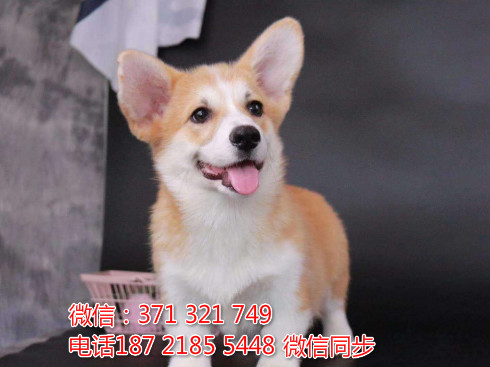 全国特惠柯基犬纯种幼犬 支持上门 支持空运汽运 包健康侥