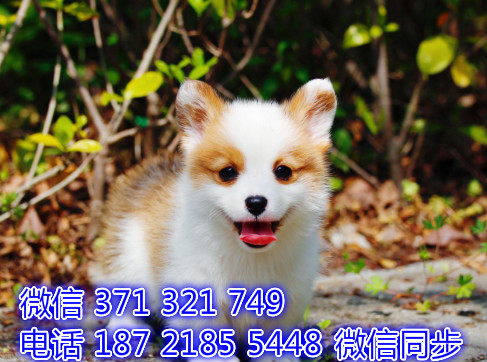 宠物狗狗柯基全国可以发货 犬舍繁殖 包健康凶