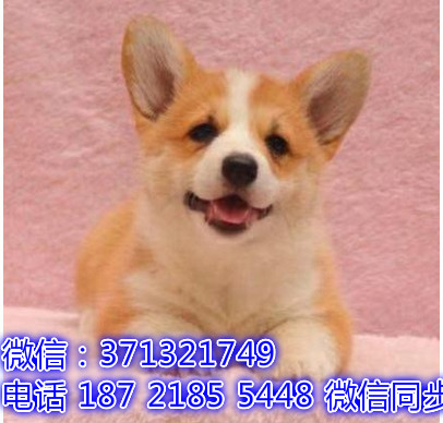 特价 柯基犬出售纯种幼犬 专业繁殖专业发货 可上门看嫉