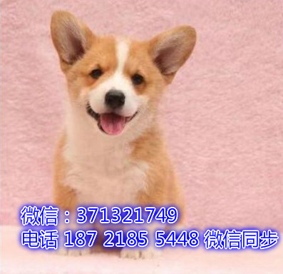 特价 柯基犬出售纯种幼犬 专业繁殖专业发货 可上门看悼