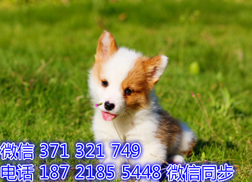 宠物狗狗柯基全国可以发货 犬舍繁殖 包健康曝