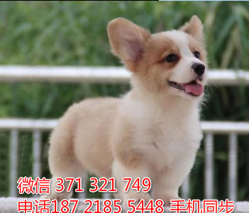  特惠大柴犬纯种幼犬出售 支持上门支持空运汽运谛