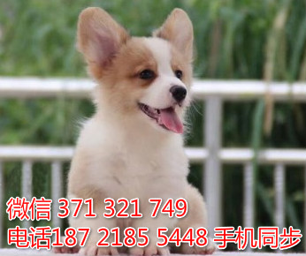  特惠大柴犬纯种幼犬出售 支持上门支持空运汽运滓