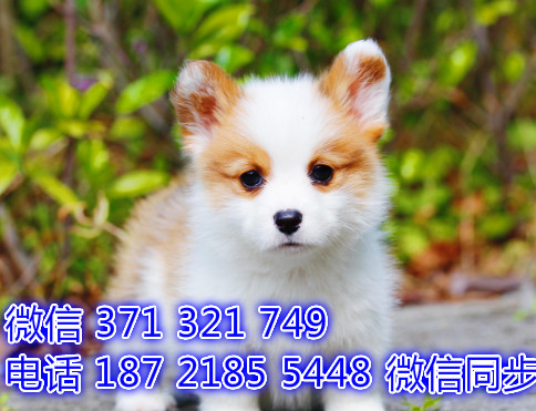 上海宠物狗狗柯基犬出售幼犬 全国可以发货必