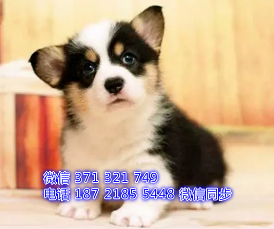 犬舍直销，哪里有宠物柯基 ，精品小型中型大型犬