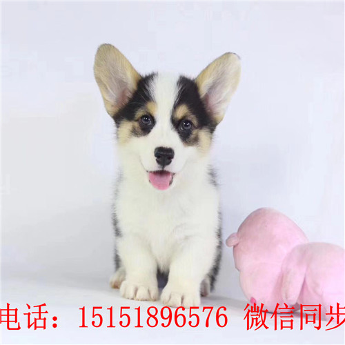 扬州三色柯基出售 双色柯基多少钱纯种柯基价