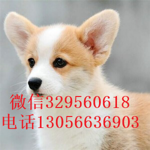  黑河哪里有柯基犬出售柯基犬的高品质柯基小