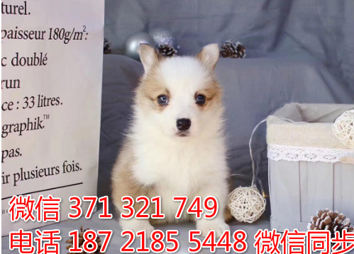 柯基纯种幼犬出售，犬舍直销柯基 犬舍狗场宠物狗孤