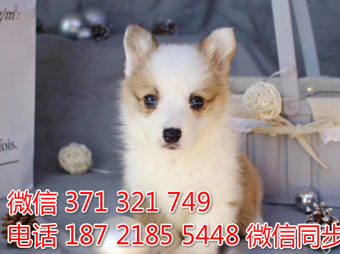 柯基纯种幼犬出售，犬舍直销柯基 犬舍狗场宠物