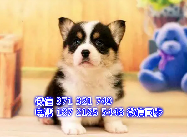 犬舍直销，哪里有宠物柯基 ，精品小型中型大型犬狗狗伎