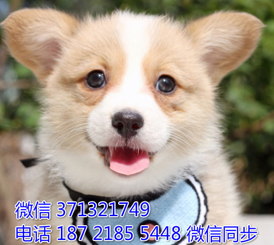 柯基出售 宠物狗狗  宠物市场 狗狗图片 买卖狗狗易