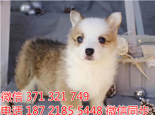 柯基纯种幼犬出售，犬舍直销柯基 犬舍狗场宠物狗孤