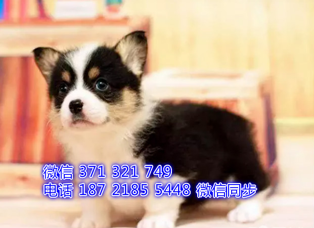 犬舍直销，哪里有宠物柯基 ，精品小型中型大型犬狗狗伎