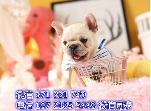 柯基宠物买卖 宠物市场 宠物狗狗图片宠物网 